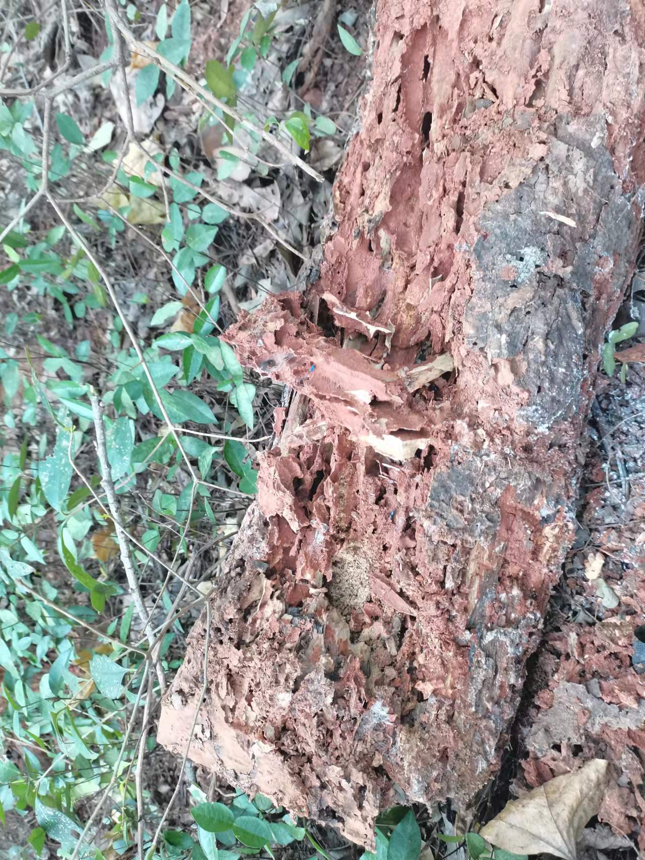 1635741877101591.jpg 微信图片_20211101124328.jpg